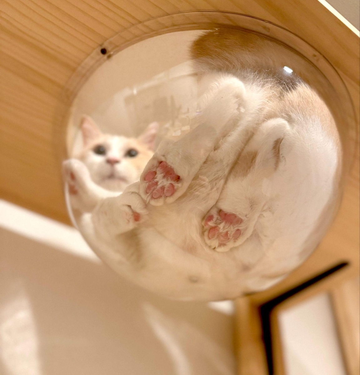 ▲下から見る肉球がたまらない&hellip;&hellip;！