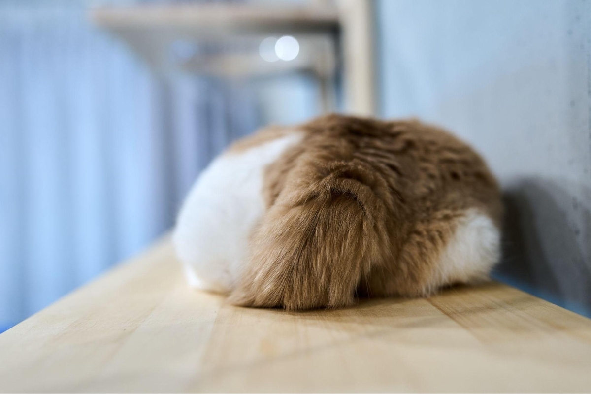 ▲寝そべるうにのお尻