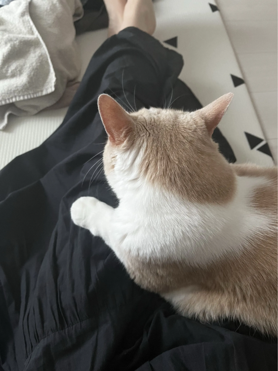 ▲膝の上でくつろぐうに
