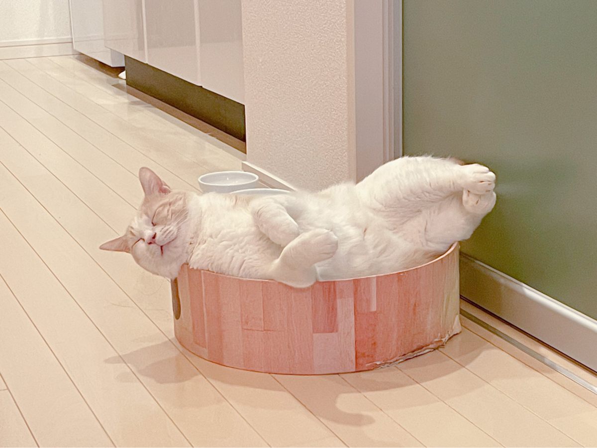 ▲箱からはみ出しながら寝るうに