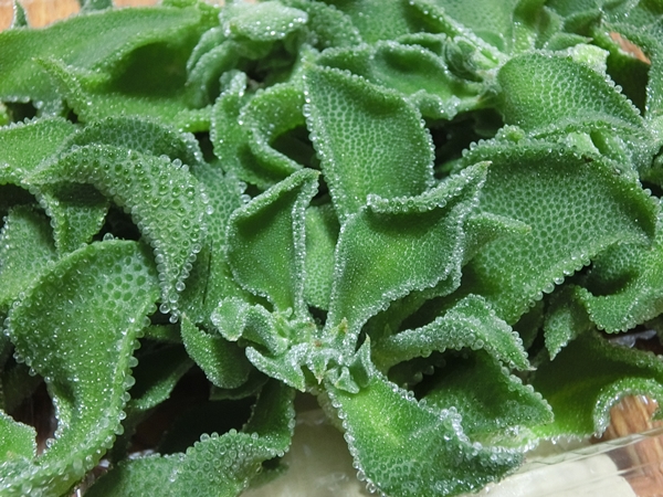 f:id:lexapro:20181025131410j:plain f:id:lexapro:20181025131410j:plain