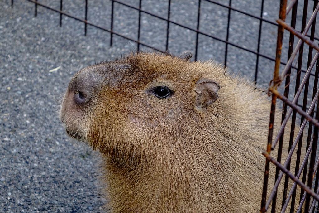 カピバラ