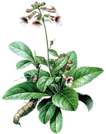 地黄（じおう）、腎臓の陰（血）を補うことで有名な生薬