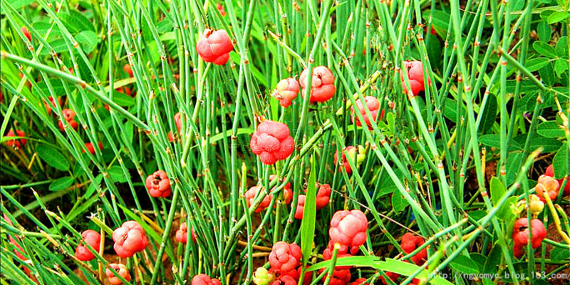 f:id:li-hari:20180506101420j:plain 麻黄(まおう)の画像