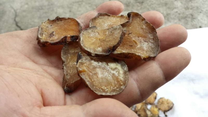 附子（トリカブト）：重症の患者さんを救える大事な生薬。これがないと、ほとんどの癌は治りません。