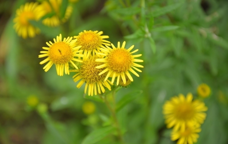 旋覆花（せんぷくか）の画像