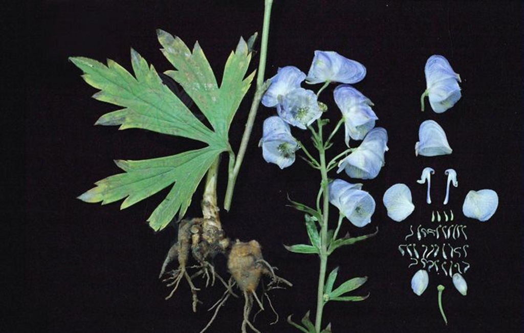 川鳥頭：トリカブトと同じ植物から出るもの。生薬として使う部位が違うので、名前も違います。