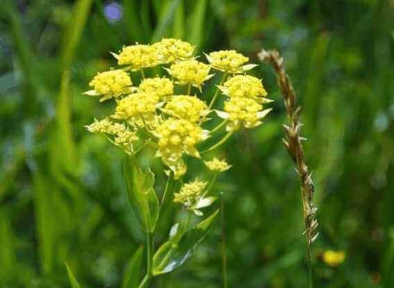 「小柴胡湯」中の生薬：柴胡（さいこ）の花