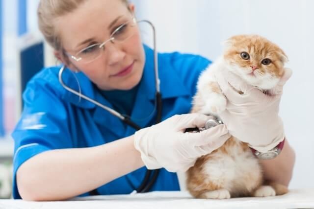 猫の腎臓結石を漢方薬で治した例
