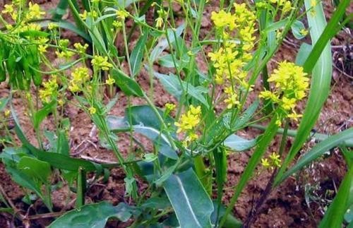 生薬：板藍根の花