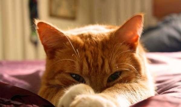 猫アレルギーで目が腫れる 顔に発疹が出たのを漢方薬２回分で治した例 本場の中国鍼 李哲鍼灸院