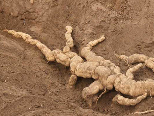 生薬:瓜窶根の画像