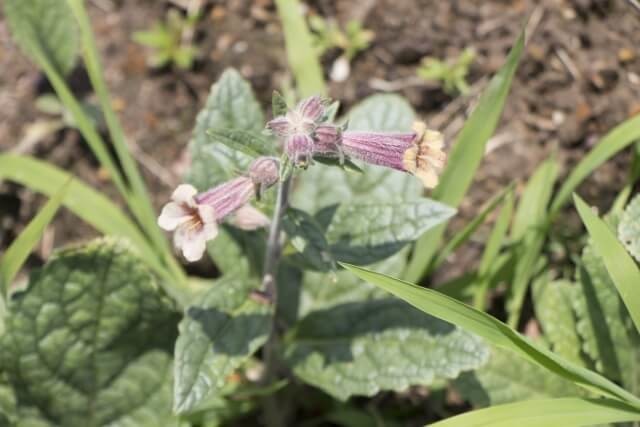 地黄(じおう)の花も綺麗ですねー