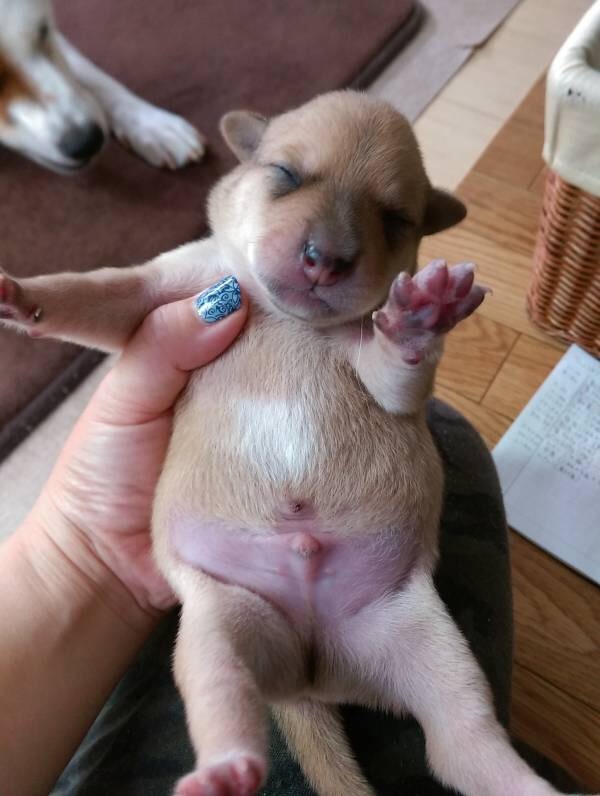 f:id:li-la:20180217225318j:image