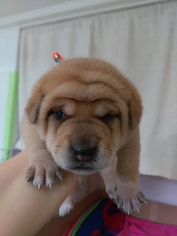 f:id:li-la:20180217225358j:image