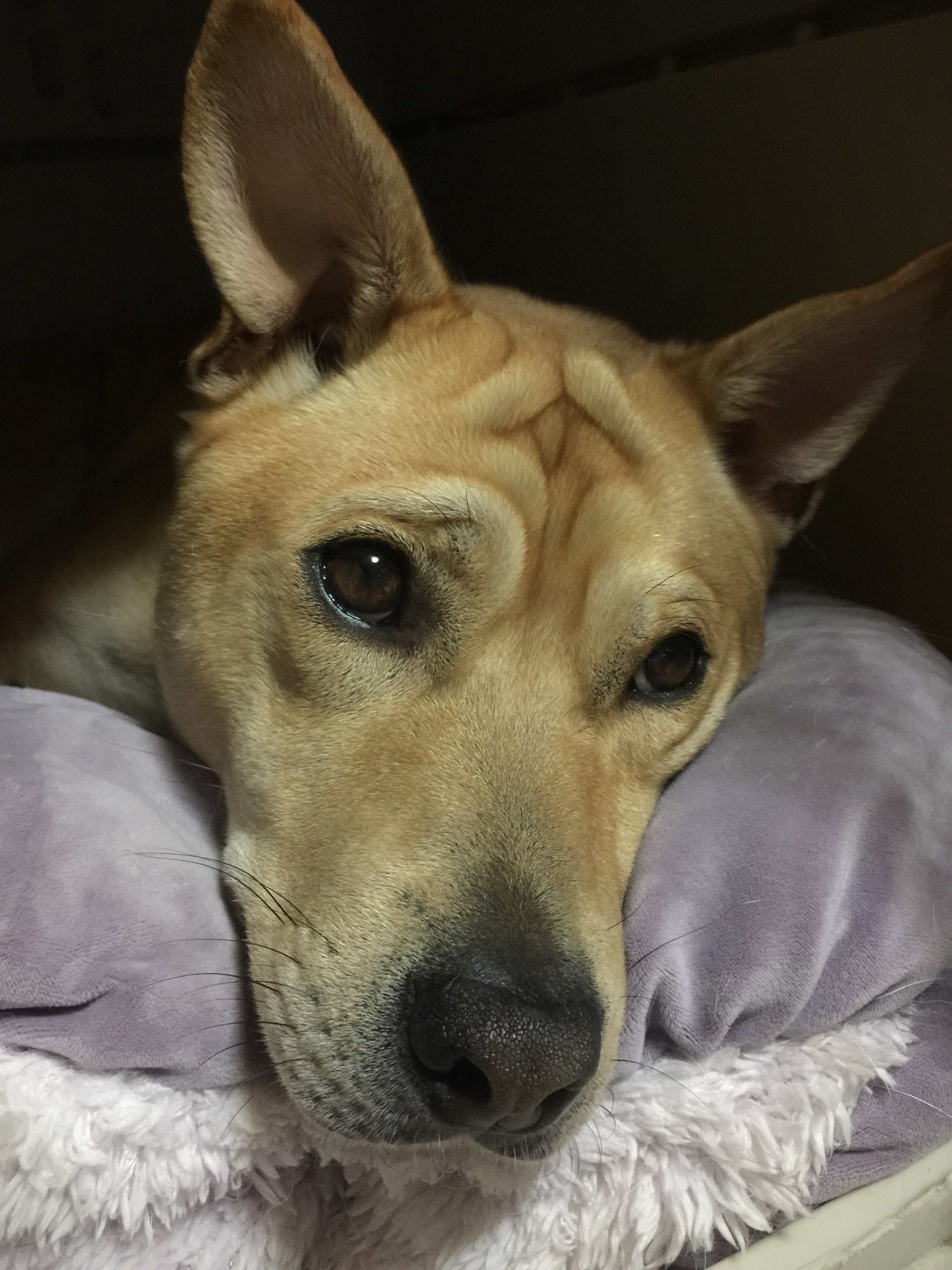 f:id:li-la:20180217225434j:image