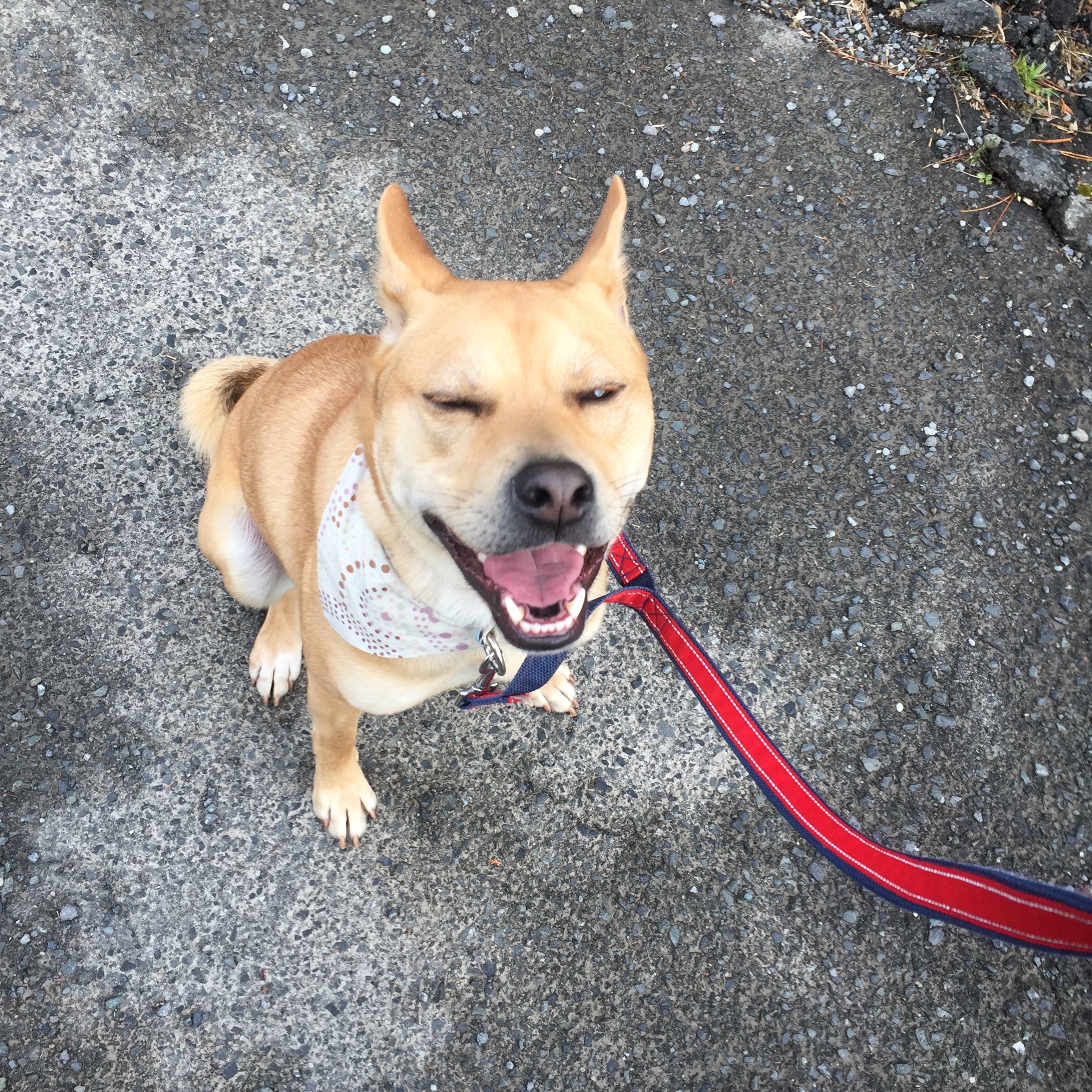 f:id:li-la:20180217225807j:image