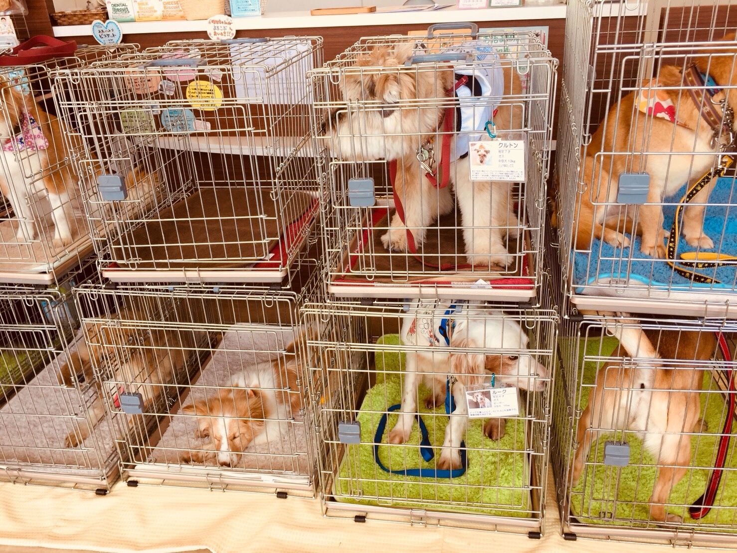 f:id:li-la:20180306102441j:image