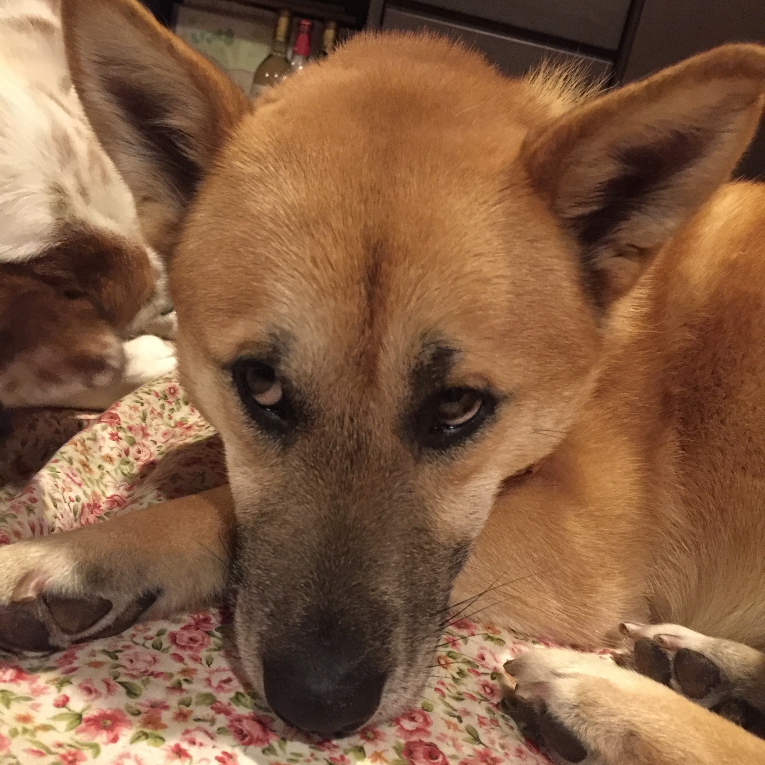 f:id:li-la:20180306104753j:image