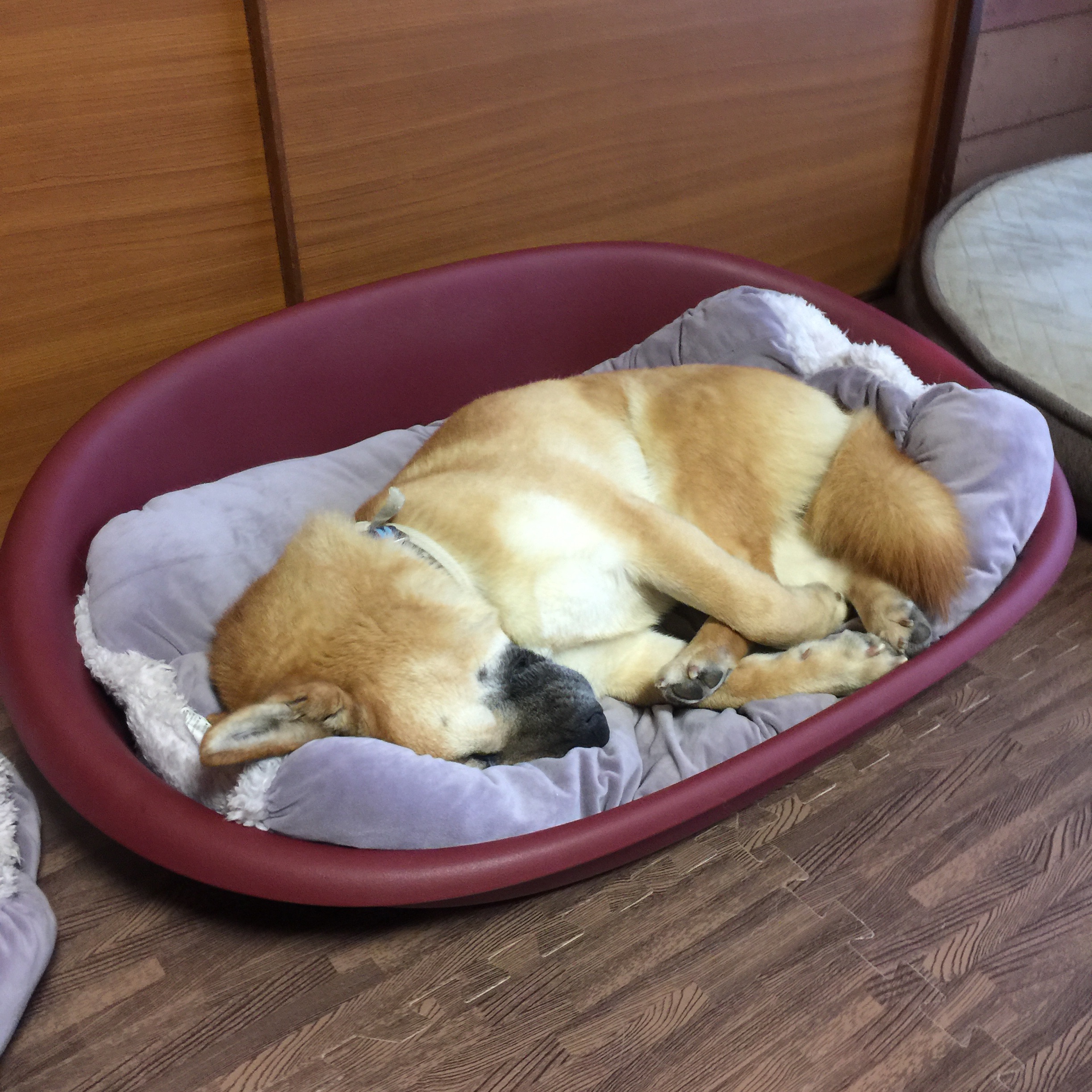 f:id:li-la:20180306105007j:image