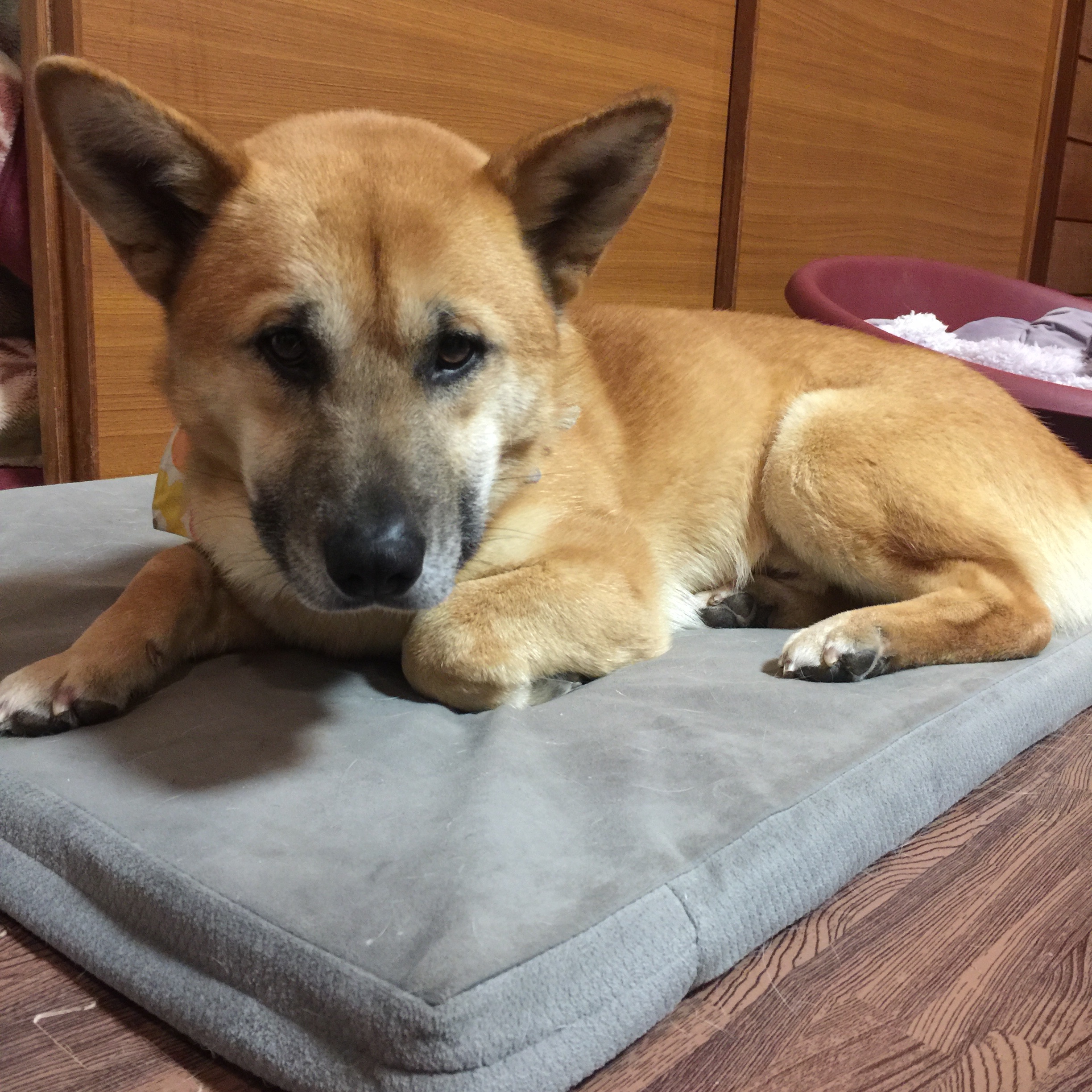 f:id:li-la:20180306105051j:image