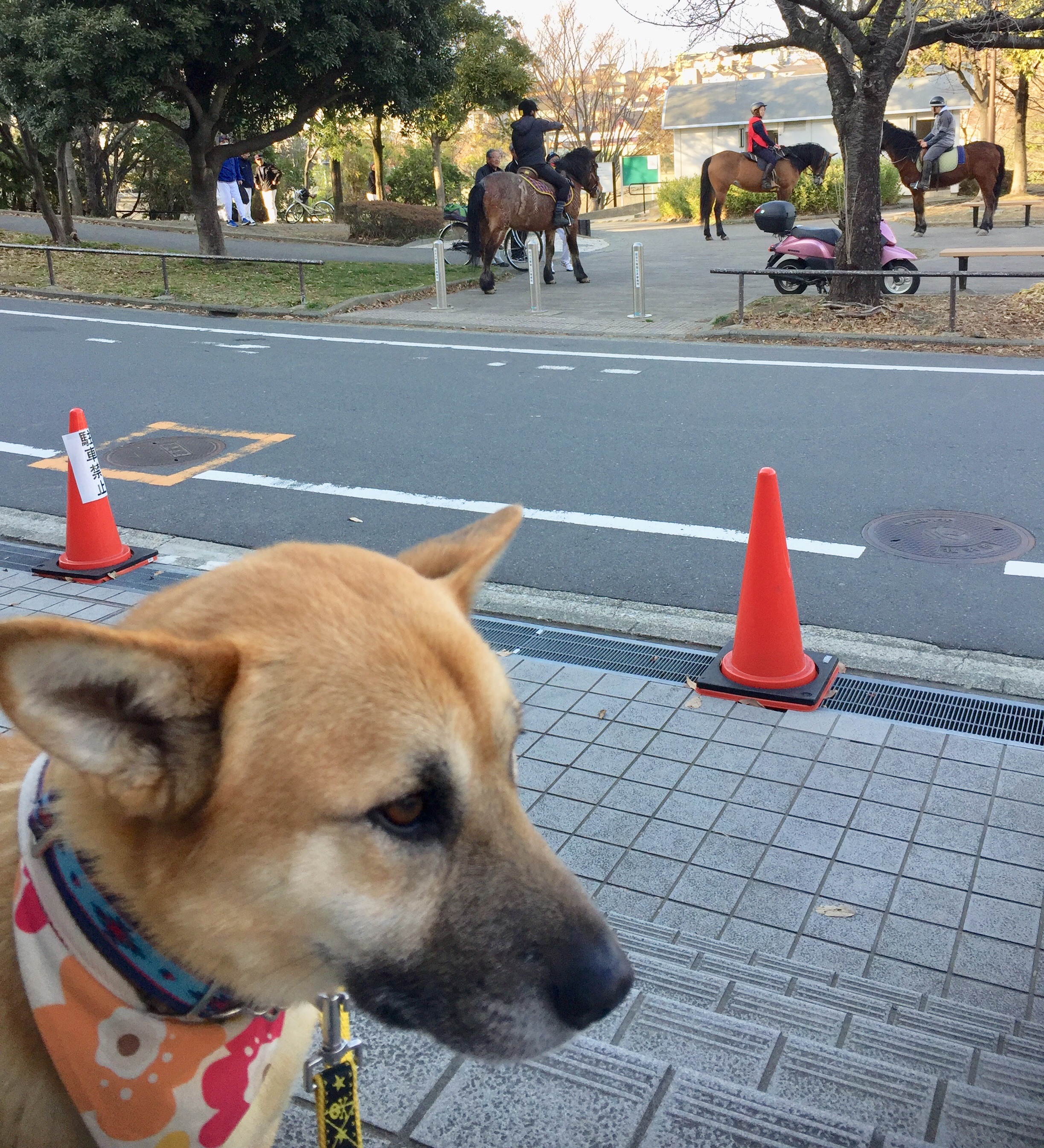 f:id:li-la:20180306112326j:image