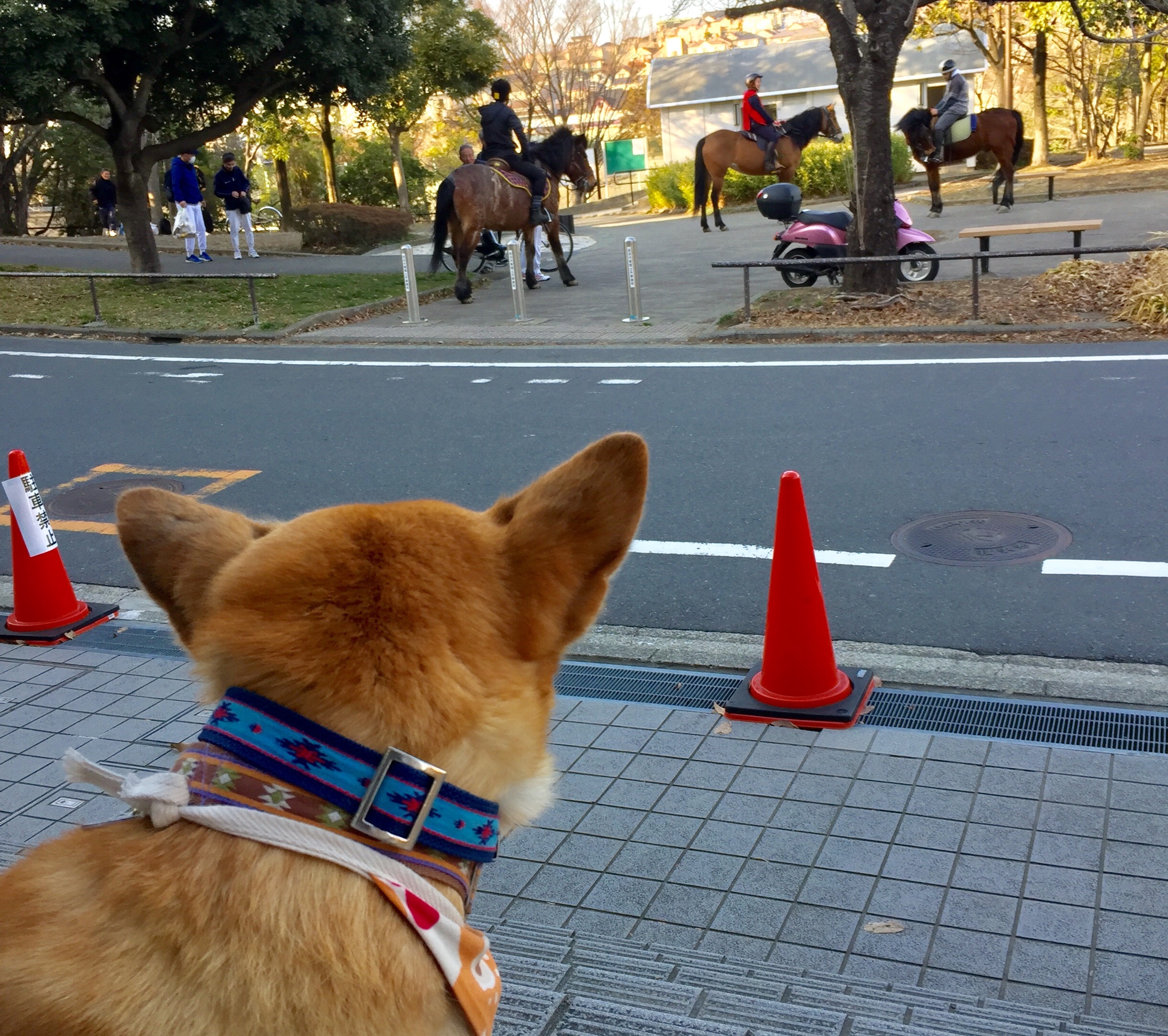 f:id:li-la:20180306112351j:image