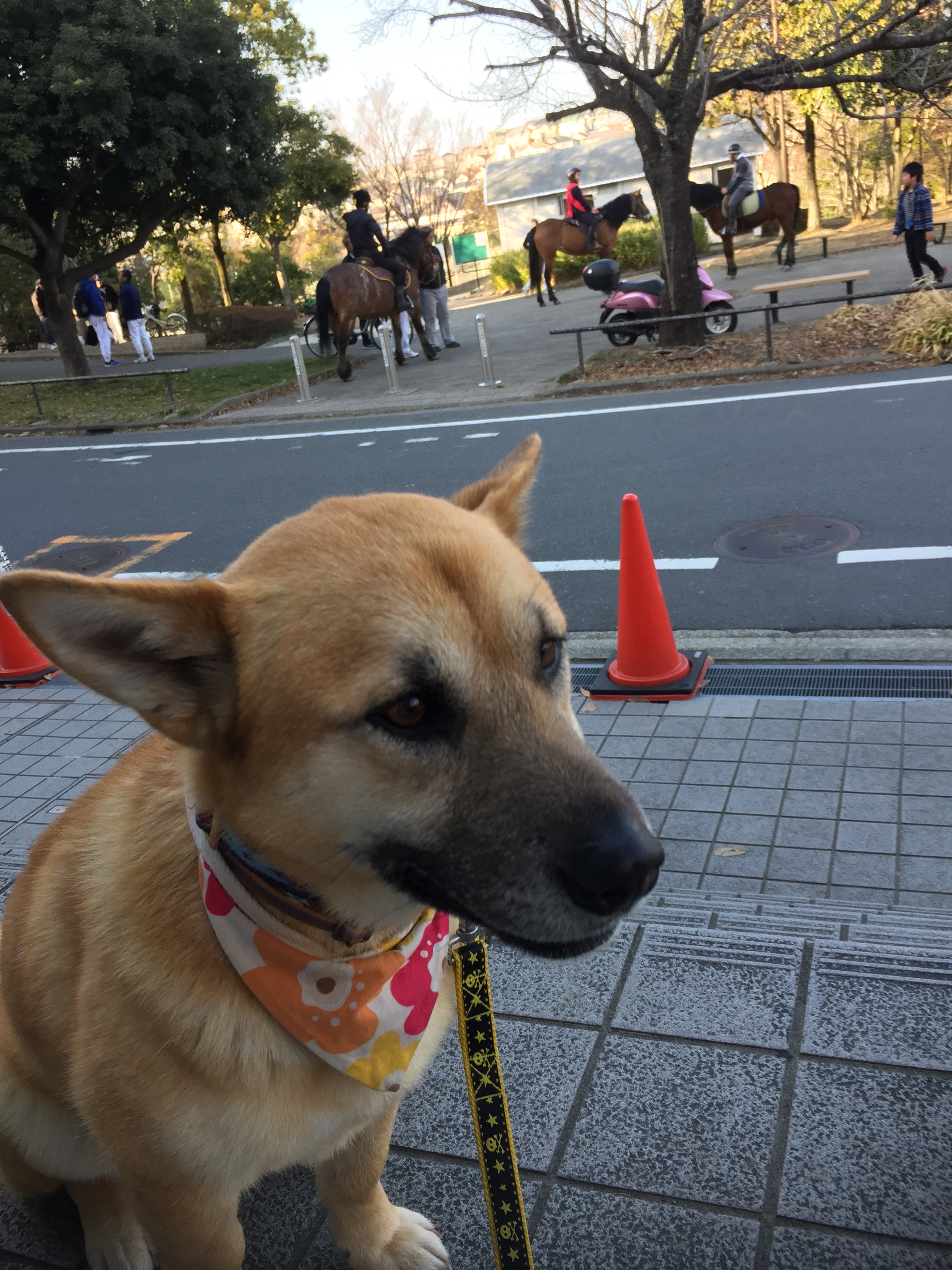 f:id:li-la:20180306112527j:image