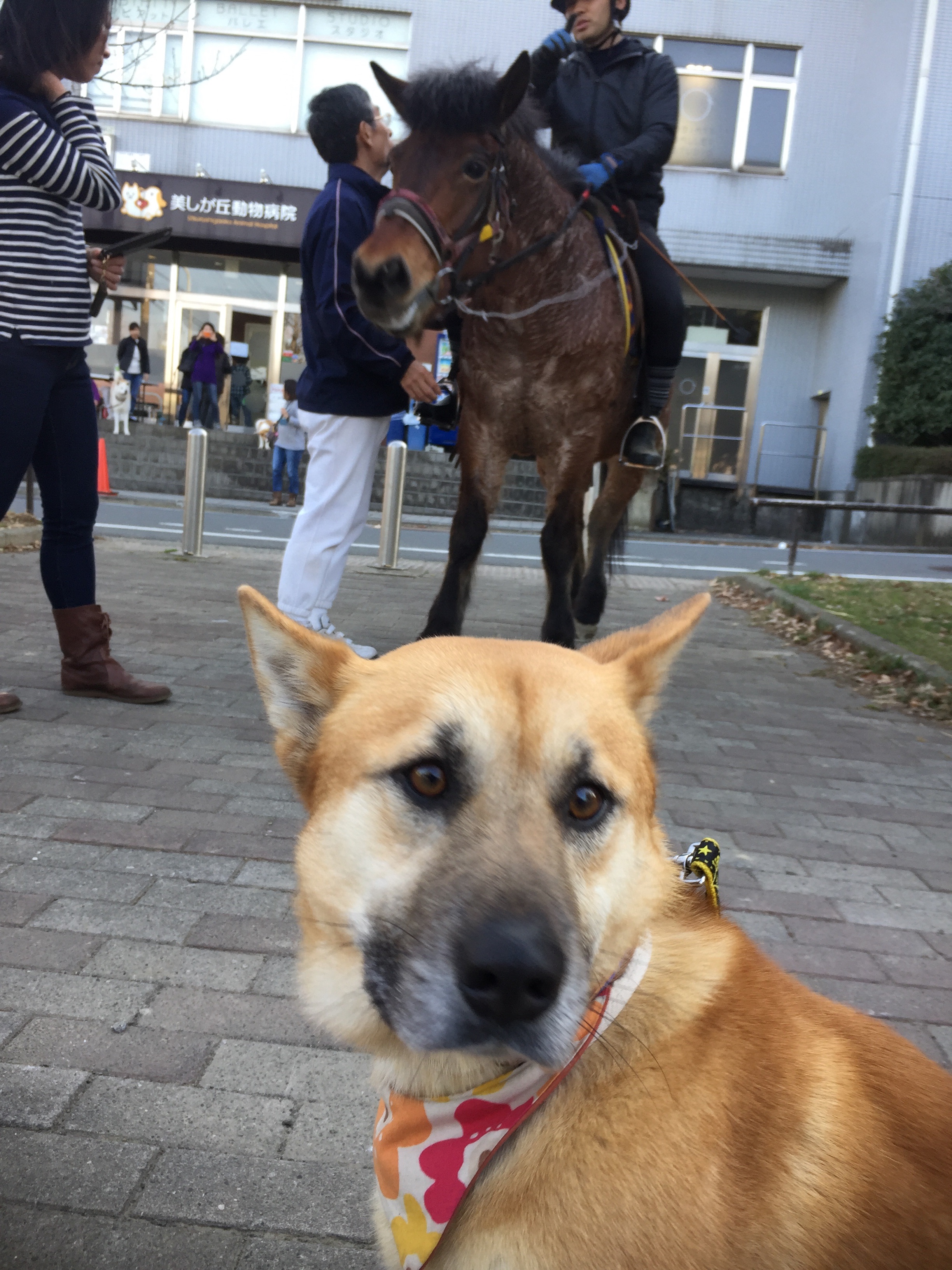 f:id:li-la:20180306112803j:image