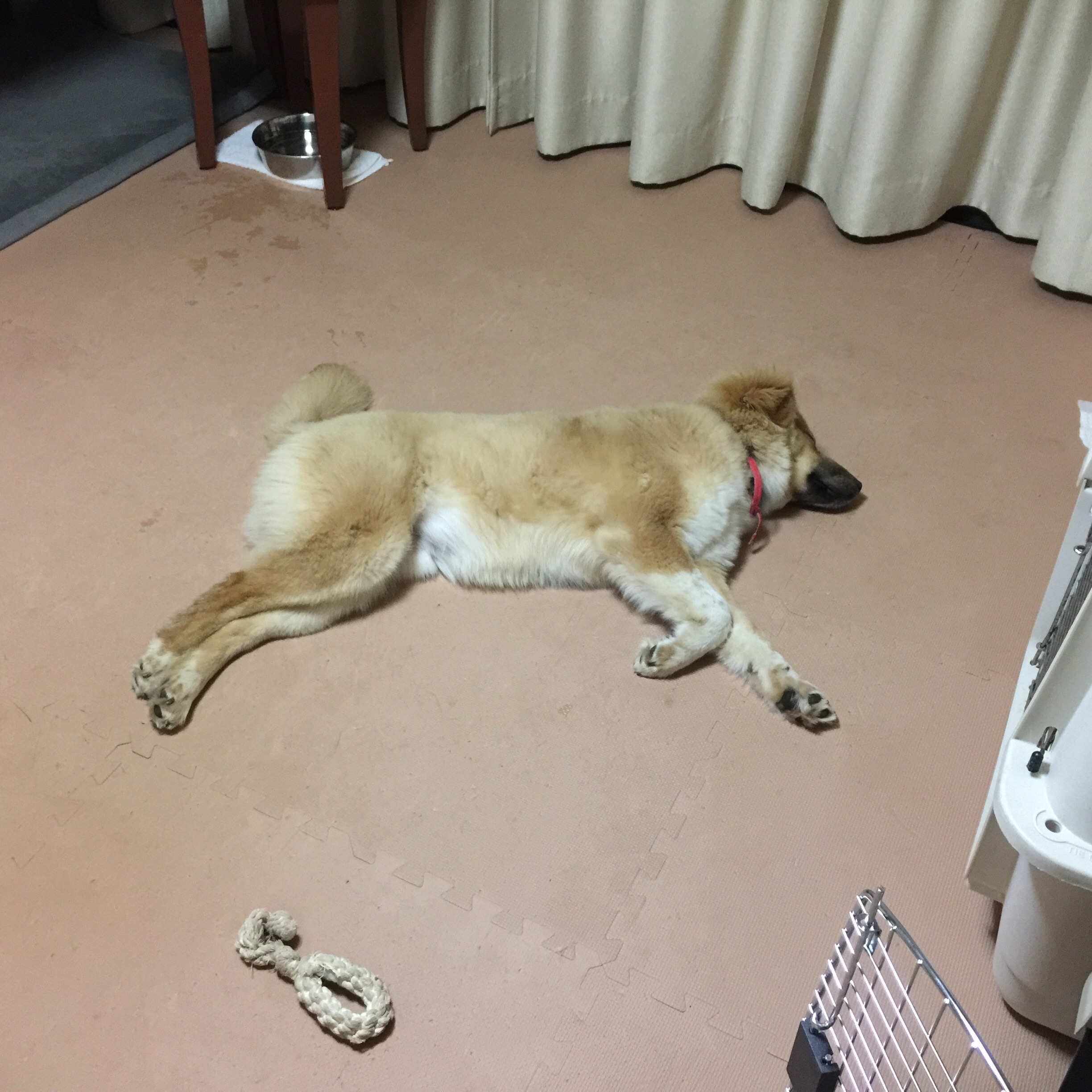 f:id:li-la:20180406003952j:image f:id:li-la:20180406003952j:image