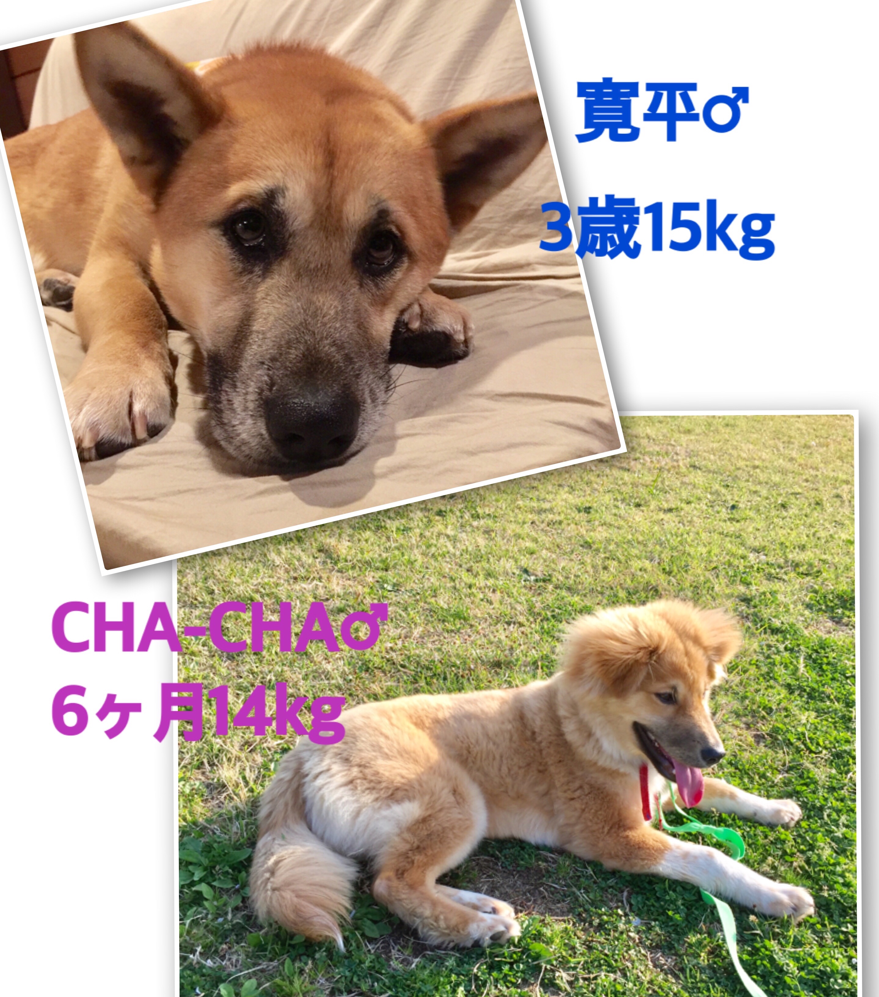 f:id:li-la:20180406004049j:image f:id:li-la:20180406004049j:image