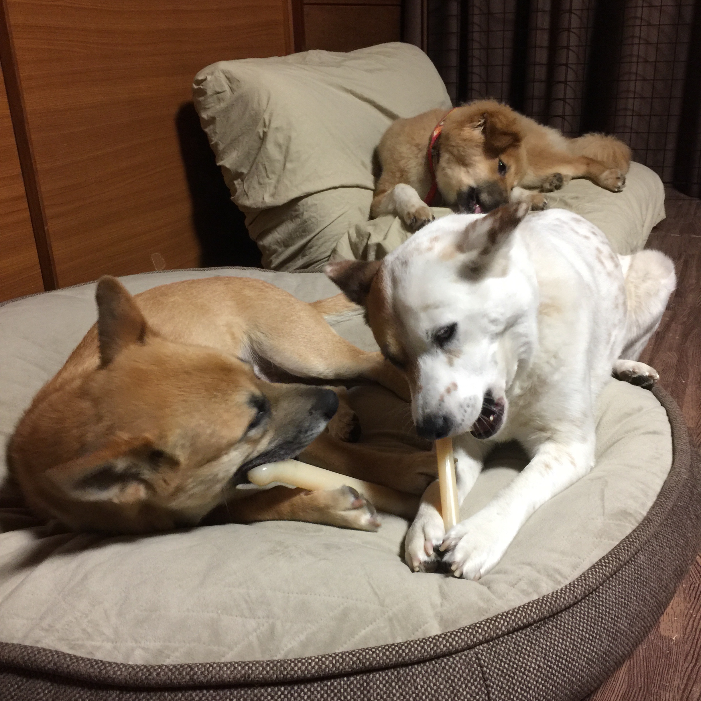 f:id:li-la:20180424184306j:image