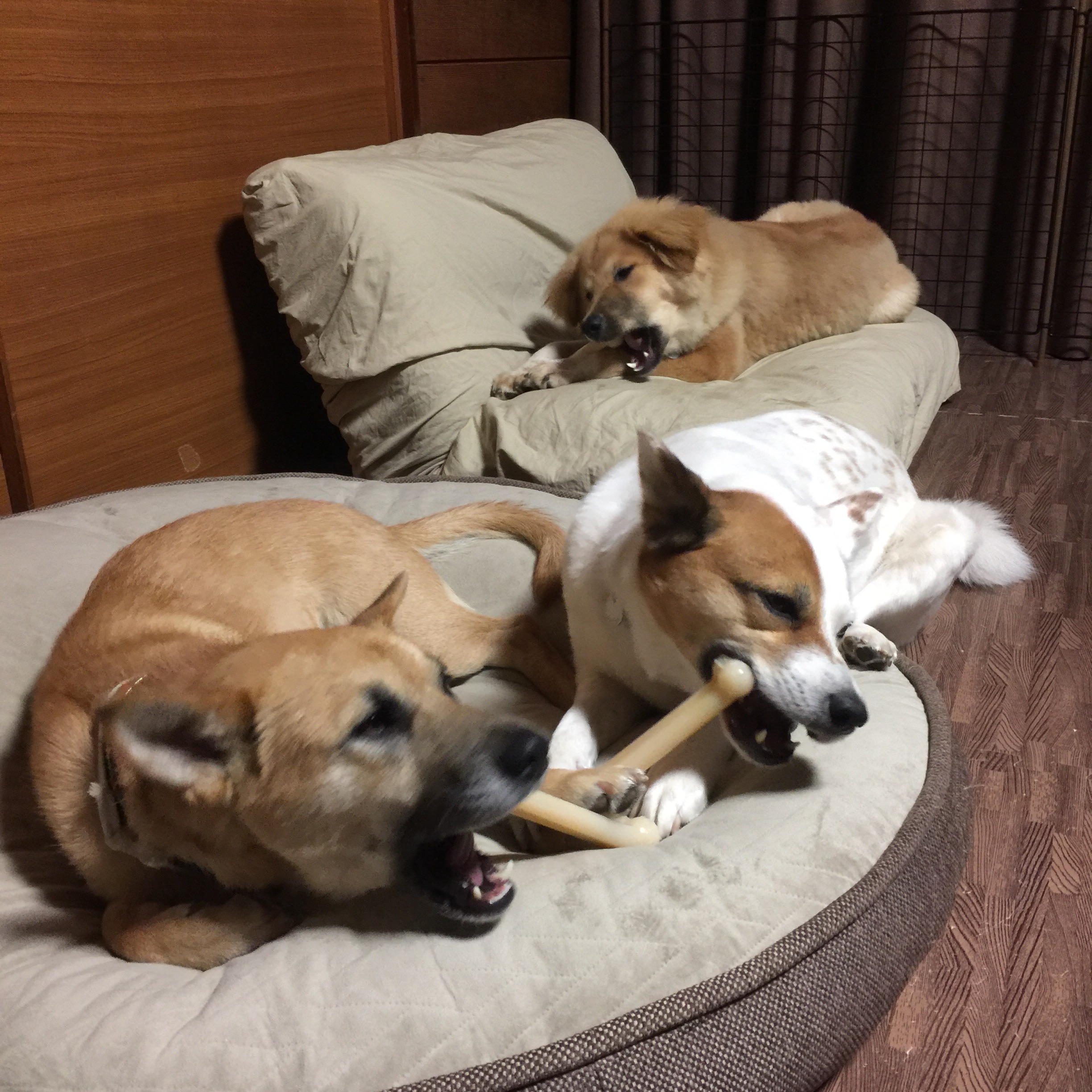 f:id:li-la:20180424184309j:image