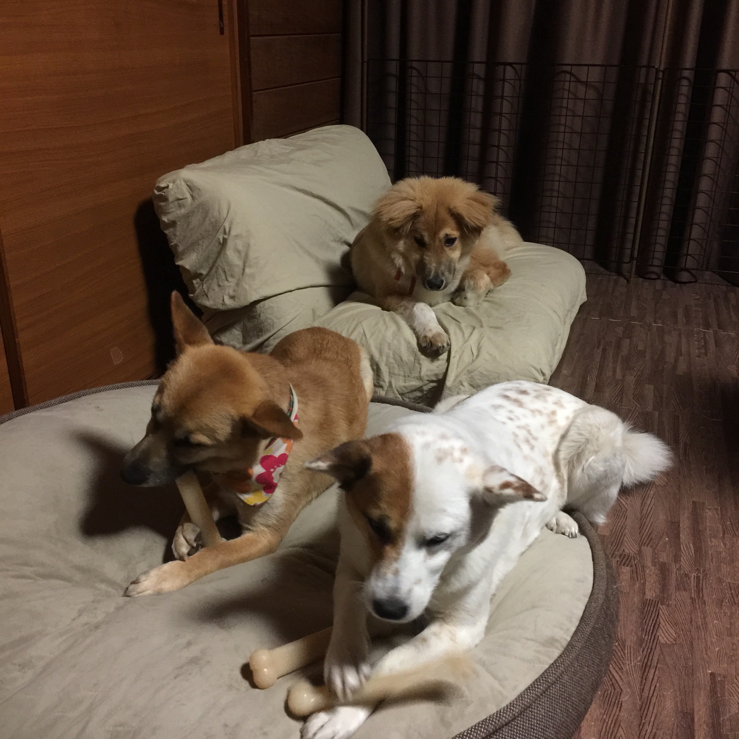 f:id:li-la:20180424185206j:image