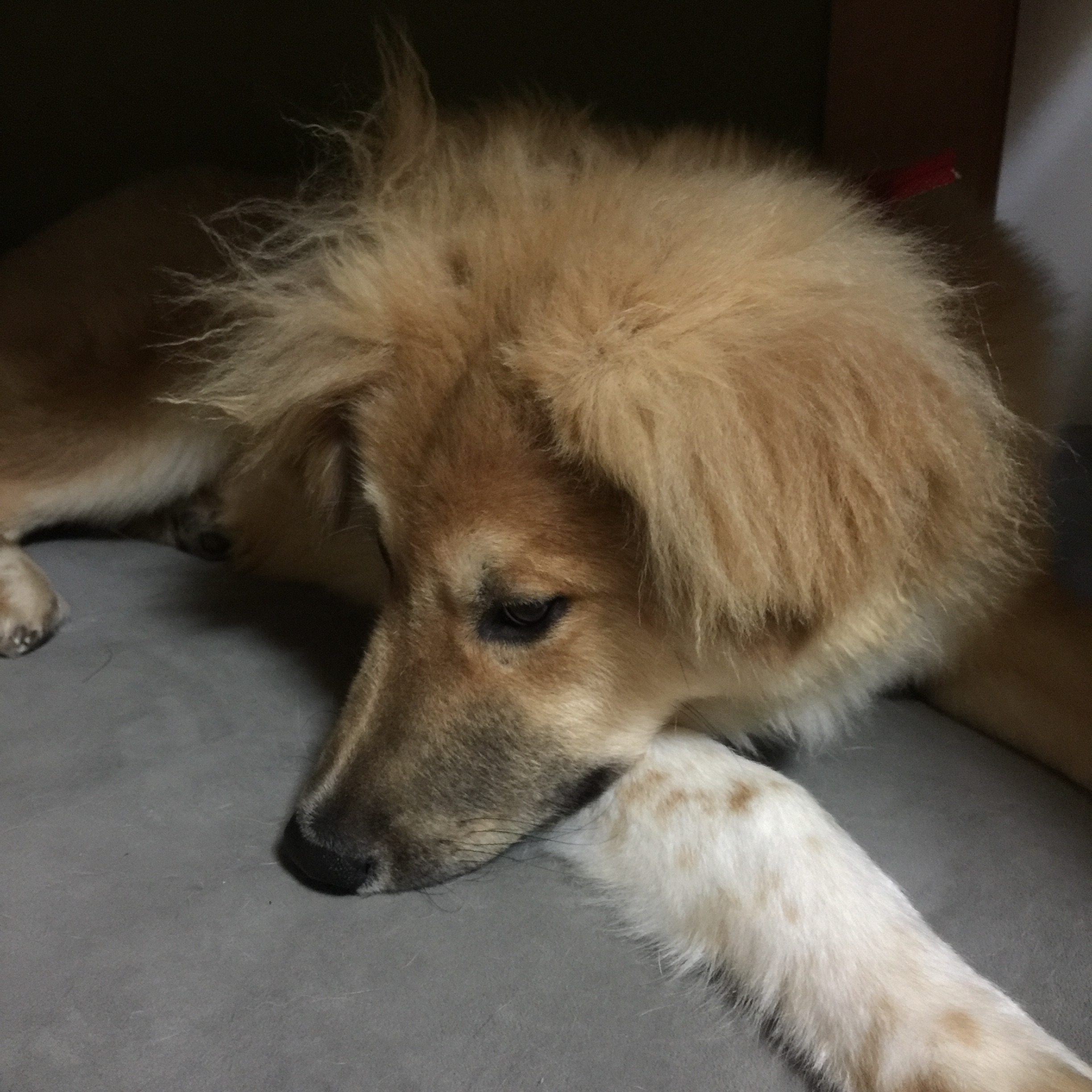 f:id:li-la:20180426000623j:image