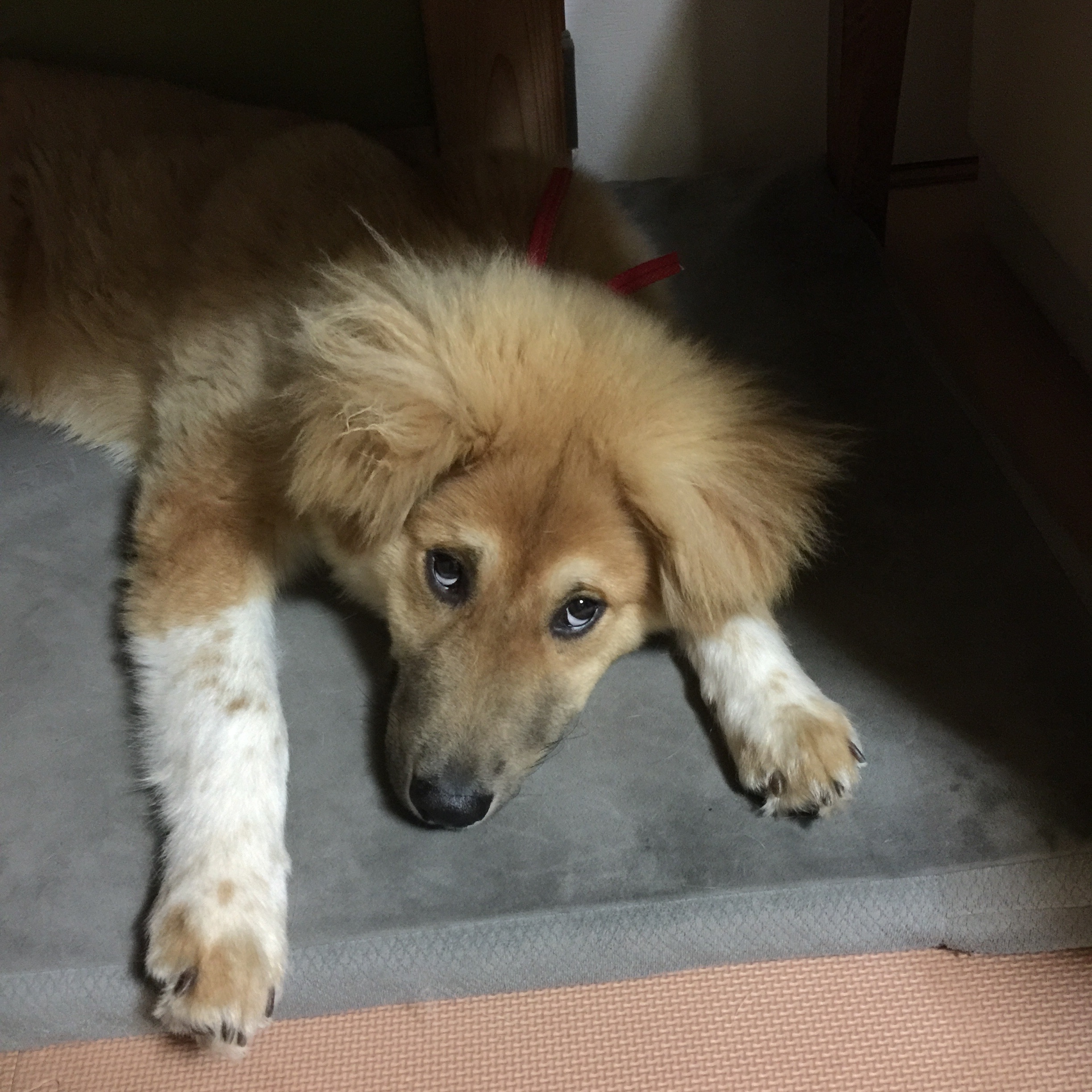 f:id:li-la:20180426000751j:image