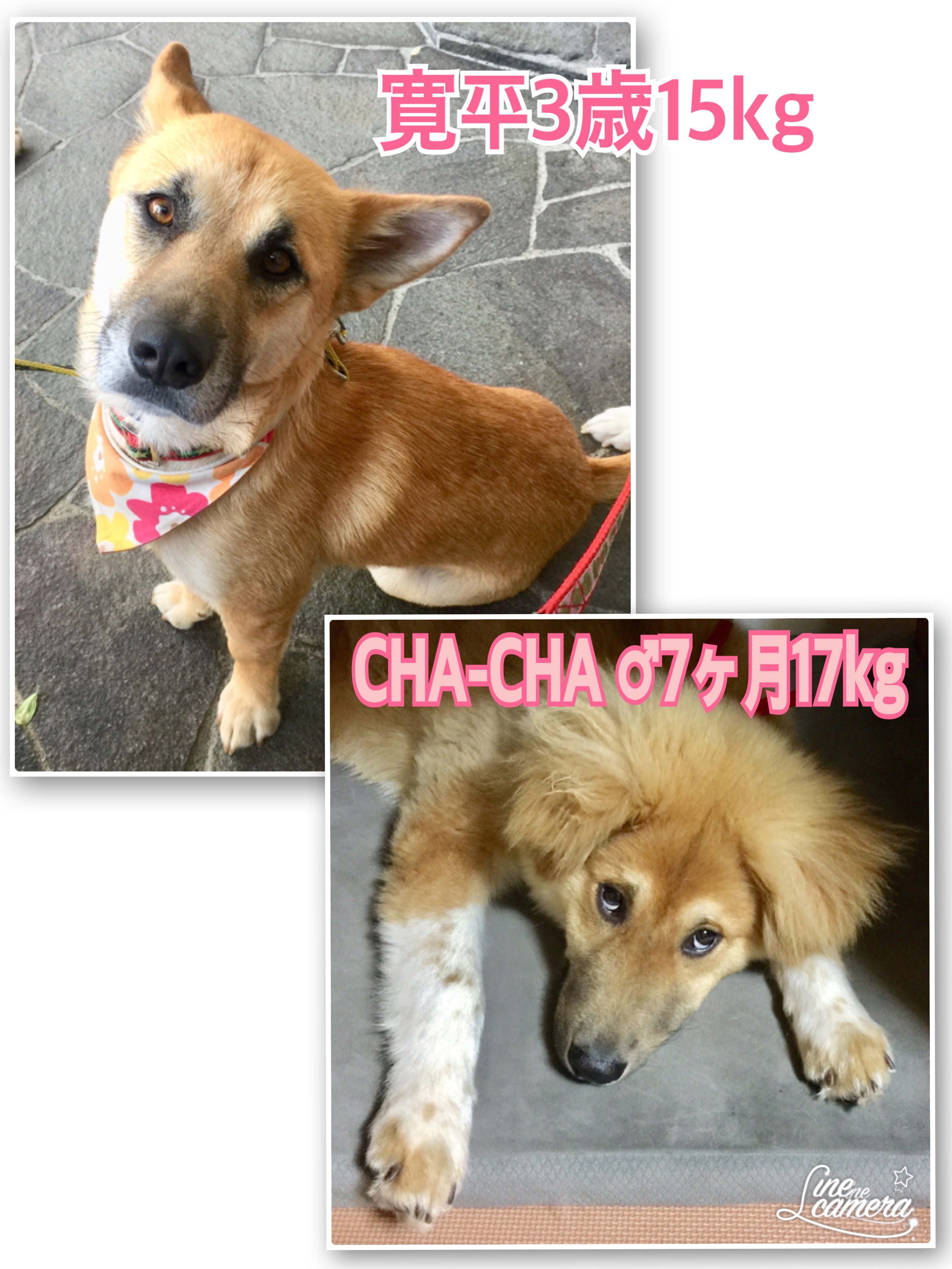 f:id:li-la:20180508130057j:image