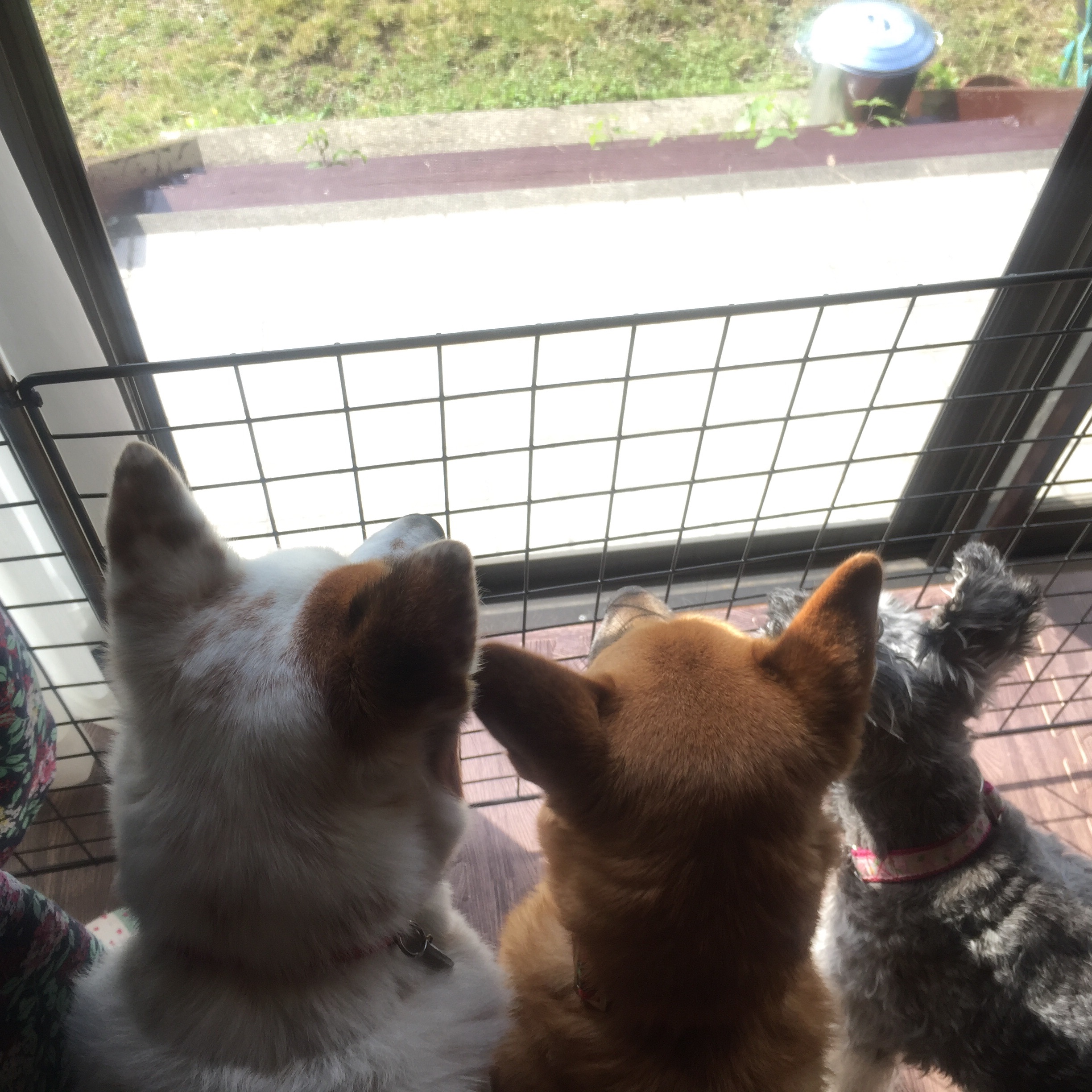 f:id:li-la:20180612081012j:image