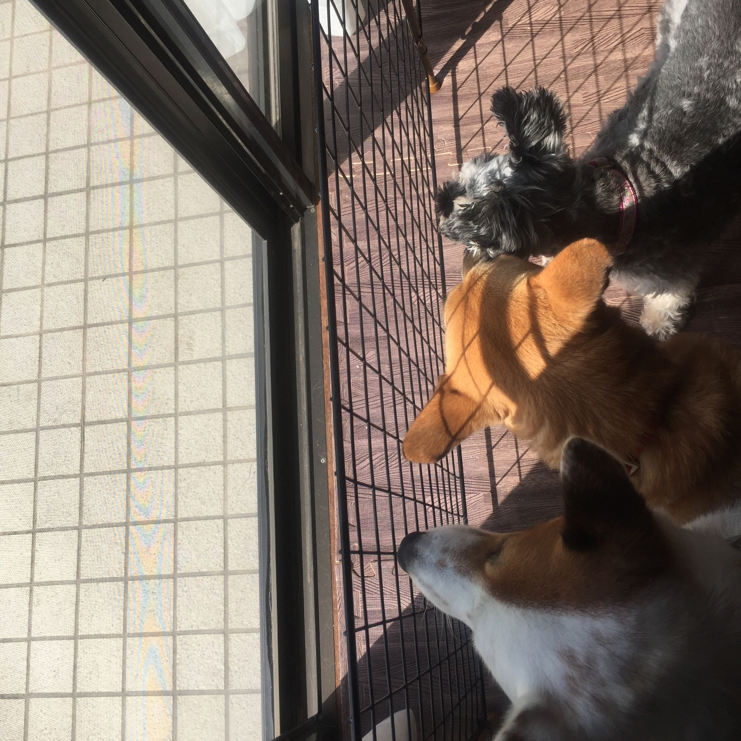 f:id:li-la:20180612081032j:image