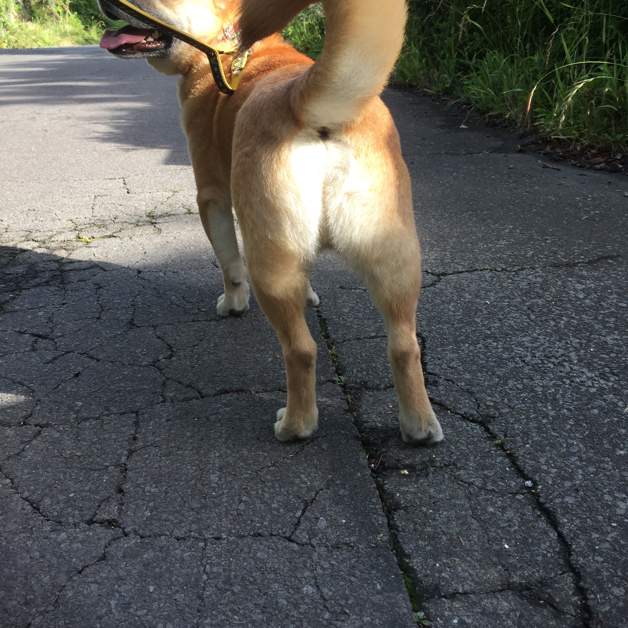 f:id:li-la:20180612081109j:image