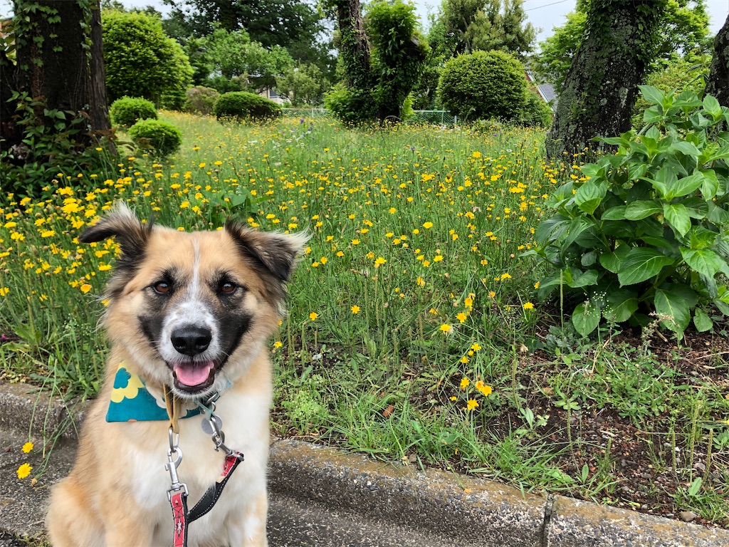 f:id:li-la:20200615233625j:image