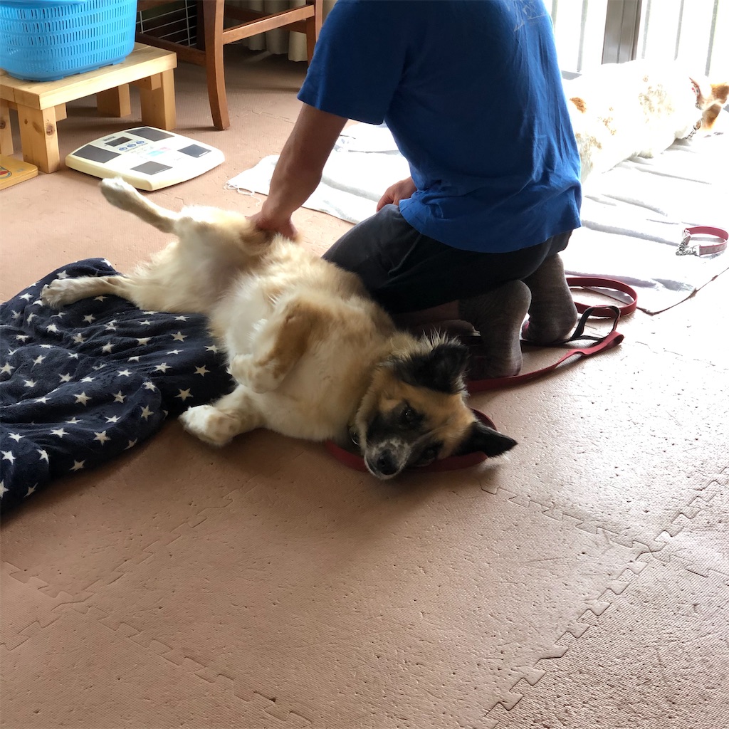 f:id:li-la:20200620235416j:image