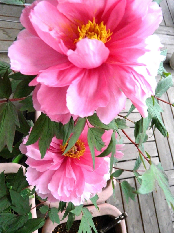 f:id:liangshuang:20130513184629j:image:w360