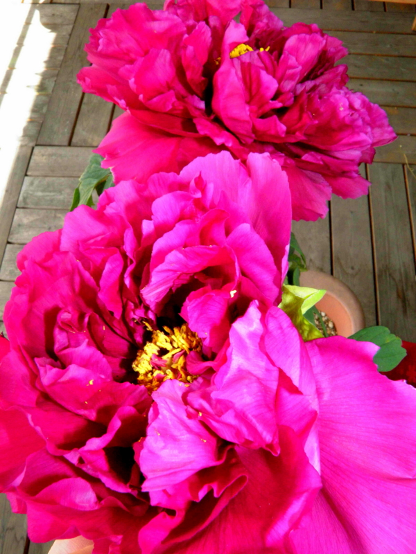 f:id:liangshuang:20130519104431j:image:w360