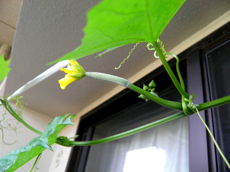 f:id:liangshuang:20130622152543j:image:w360