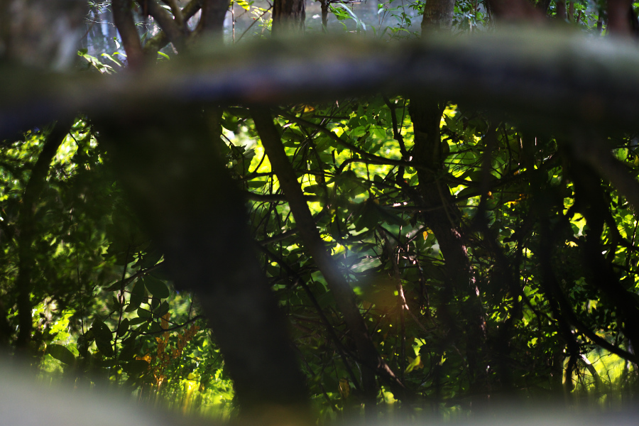 f:id:libera-softvaro:20081013150938j:image
