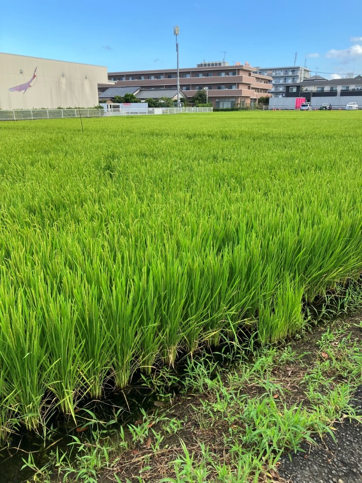 神奈川県 厚木市