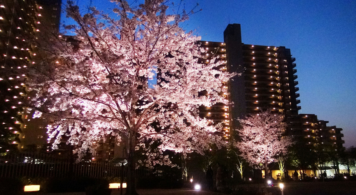 ニュートンプレイスのサクラ