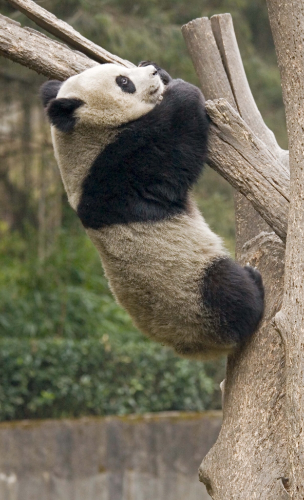 f:id:licocha:20170320145207j:plain