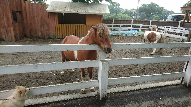 まかいの牧場にいたポメラニアンとお馬さん
